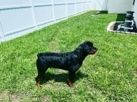 Rodney Maloney - Rottweiler Stud