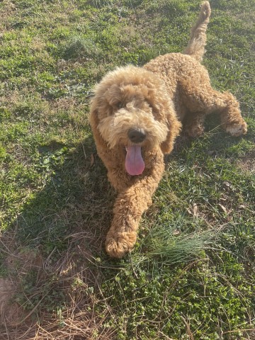 Goldendoodle Stud