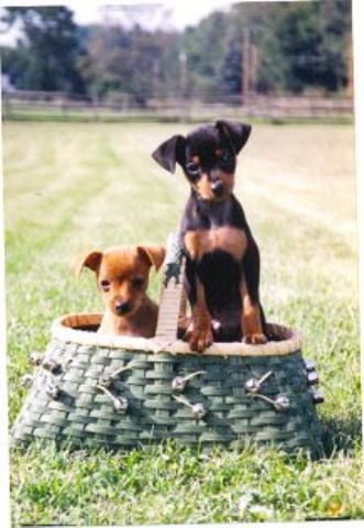 Miniature Pinscher Breeder 25417