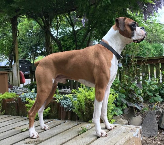 Vincent's Pride Boxers, Boxer Stud in Seaside, Oregon