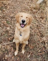 Conner Ubben - Golden Retriever Stud