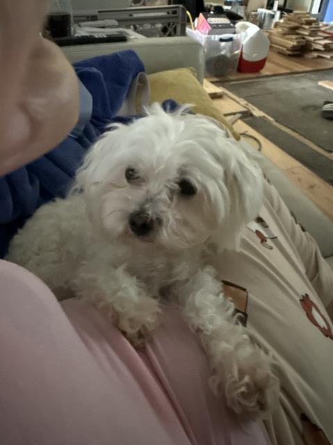 Smith Maltese