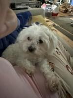 Smith Maltese