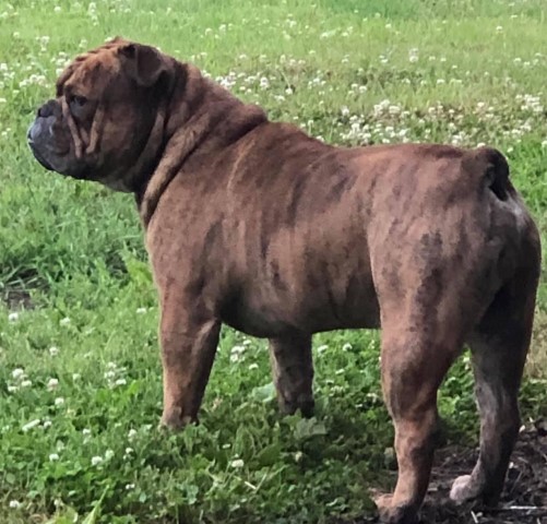 English Bulldog Breeder 31043