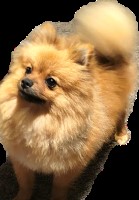 Courtney Kinnamon - Pomeranian Stud