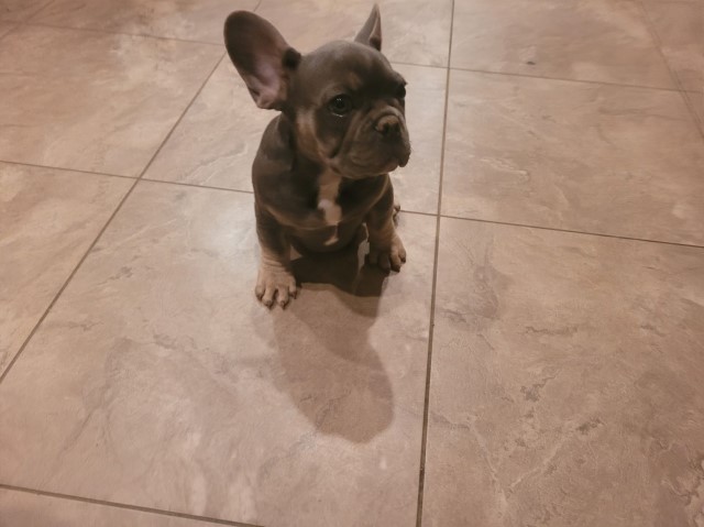 French Bulldog Breeder 30767