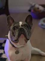 Cyann Ribeiro - French Bulldog Stud
