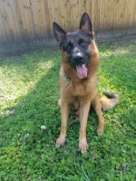 David Walker - German Shepherd Dog Stud