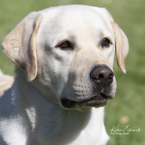 Sandia Labradors