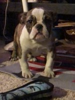 Trs english bulldogs English Bulldog breeder