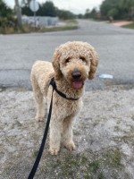 Meylin Fuentes - Goldendoodle Stud