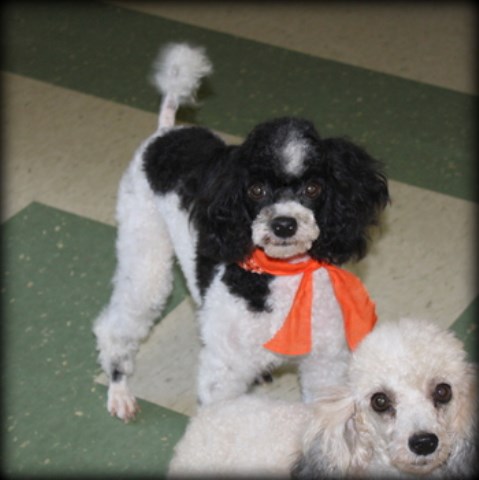 Poodle Miniature Breeder 25810