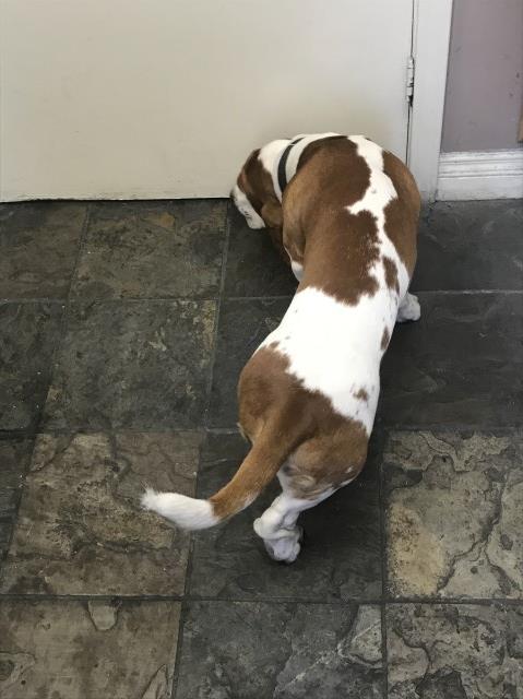 Basset Hound Stud 29090