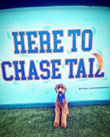 Nathalie Pie - Goldendoodle Stud