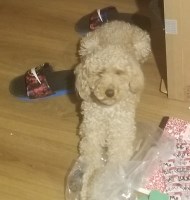 Justin - Poodle Miniature Stud