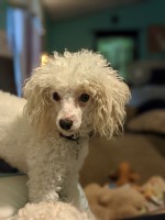 Erica - Poodle Toy Stud