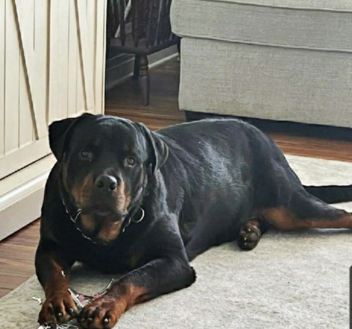 Rottweiler Stud 31292