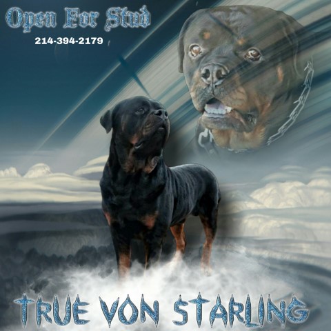 Rottweiler Stud 25289