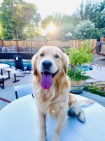 Viviana Delgado - Golden Retriever Stud