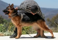 Bethany - German Shepherd Dog Stud