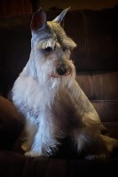 Purcell's Schnauzers Miniature Schnauzer breeder
