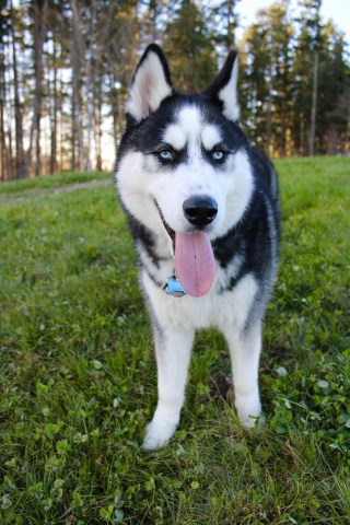 Siberian Husky Stud 27976