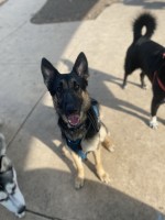 Kaitlin Egdorf - German Shepherd Dog Stud