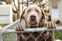 Jermae High - Labrador Retriever Stud