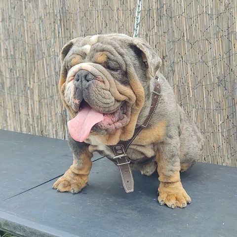 English Bulldog Stud 30847