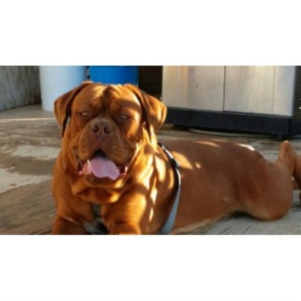 Dogue De Bordeaux Breeder 16876