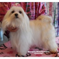 Marquis Maltese Maltese breeder