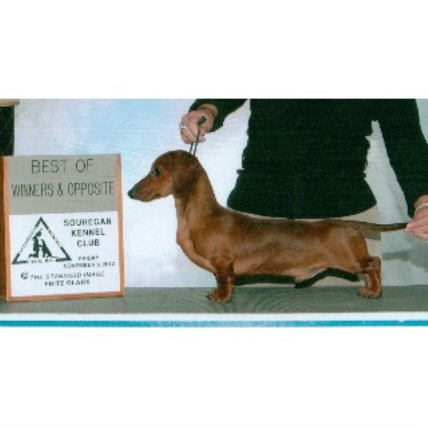 Dachshund Breeder 13773