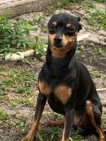 Indy Chala - Miniature Pinscher Stud