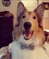 Timothy Garrett - Collie Stud