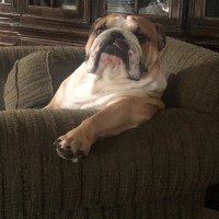 David Kelly - English Bulldog Stud