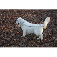 Cold Spring Mountain Retrievers Golden Retriever for breeder