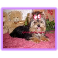 Uptown Yorkie Puppies Yorkshire Terrier breeder