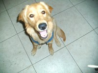 william russell - Golden Retriever Stud