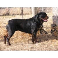 Rshardy Kennels Rottweiler breeder