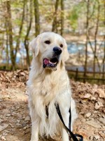 Jaclyn - Golden Retriever Stud