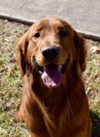 Creed Goldens, Golden Retriever Stud in Fort Worth, Texas