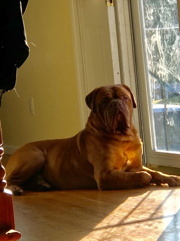 Dogue De Bordeaux Stud 25393