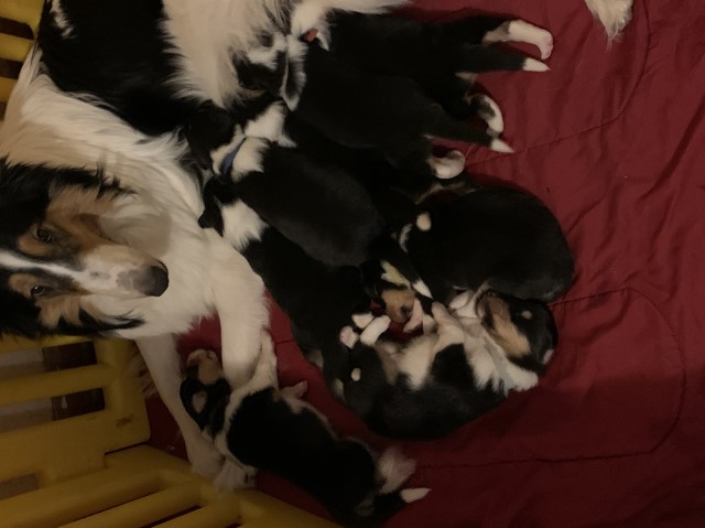 Collie Breeder 29991