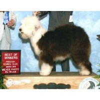 Old English Sheepdog thumbnail