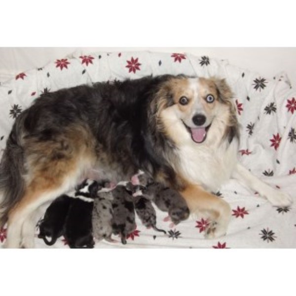 Miniature Australian Shepherd Breeder 23718