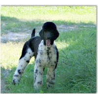 Reyahmi Standard Poodles Poodle Standard breeder