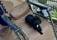 Mary Ann - Poodle Toy Stud