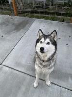 Emily Oblad - Siberian Husky Stud