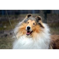 Headline Collies Collie breeder