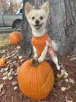 Fahsyrah Knight - Pomeranian Stud